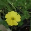 Oxalis carnosa, sin. Oxalis megallorhiza, pianta da interno