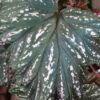 Begonia aconitifolia Hildegard Schneider, pianta da interno