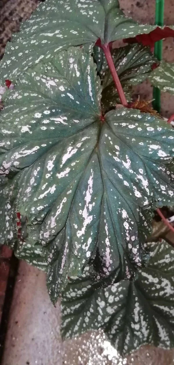 Begonia aconitifolia Hildegard Schneider, pianta da interno