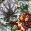 Begonia ignita, pianta da interno