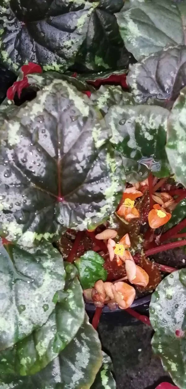 Begonia ignita, pianta da interno