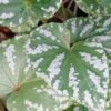 Begonia konmei, pianta da interno