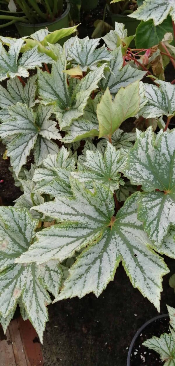 Begonia Silver Splendour, foto 2