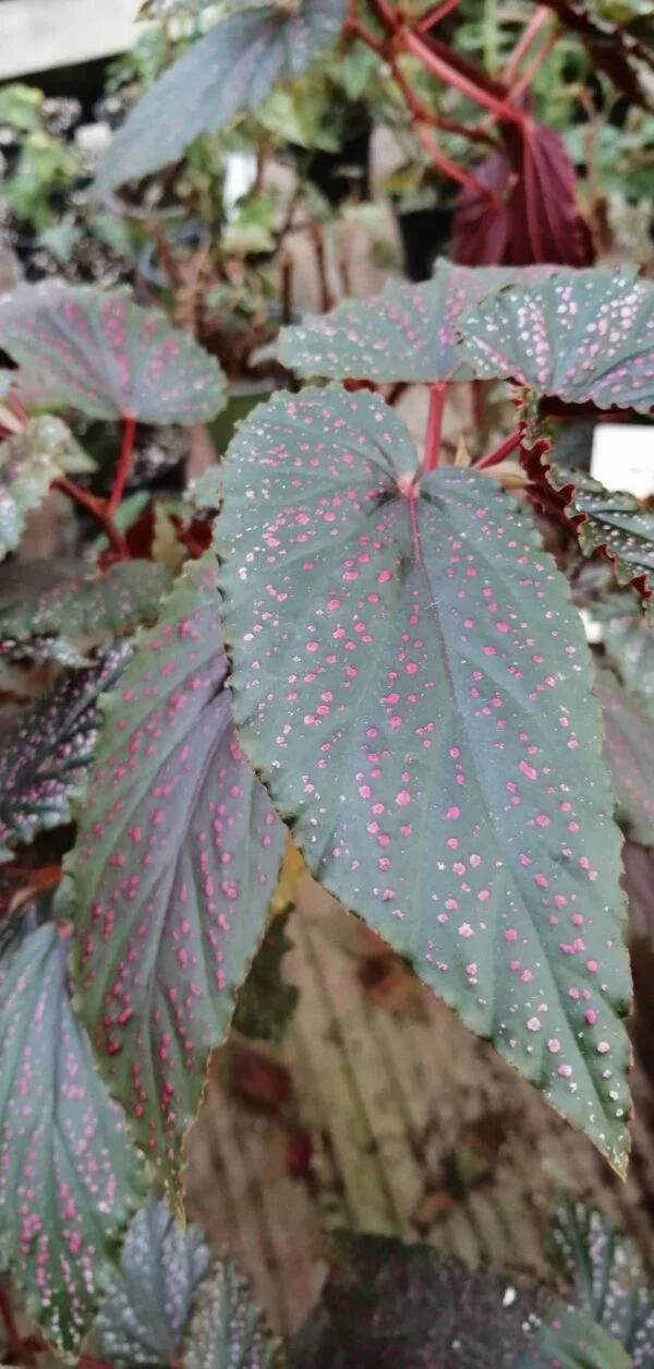 Begonia Pink Benigo, foto 4
