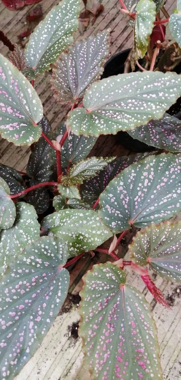 Begonia Pink Benigo, foto 5