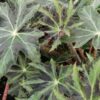 Begonia Notte d'Inverno, pianta da interno
