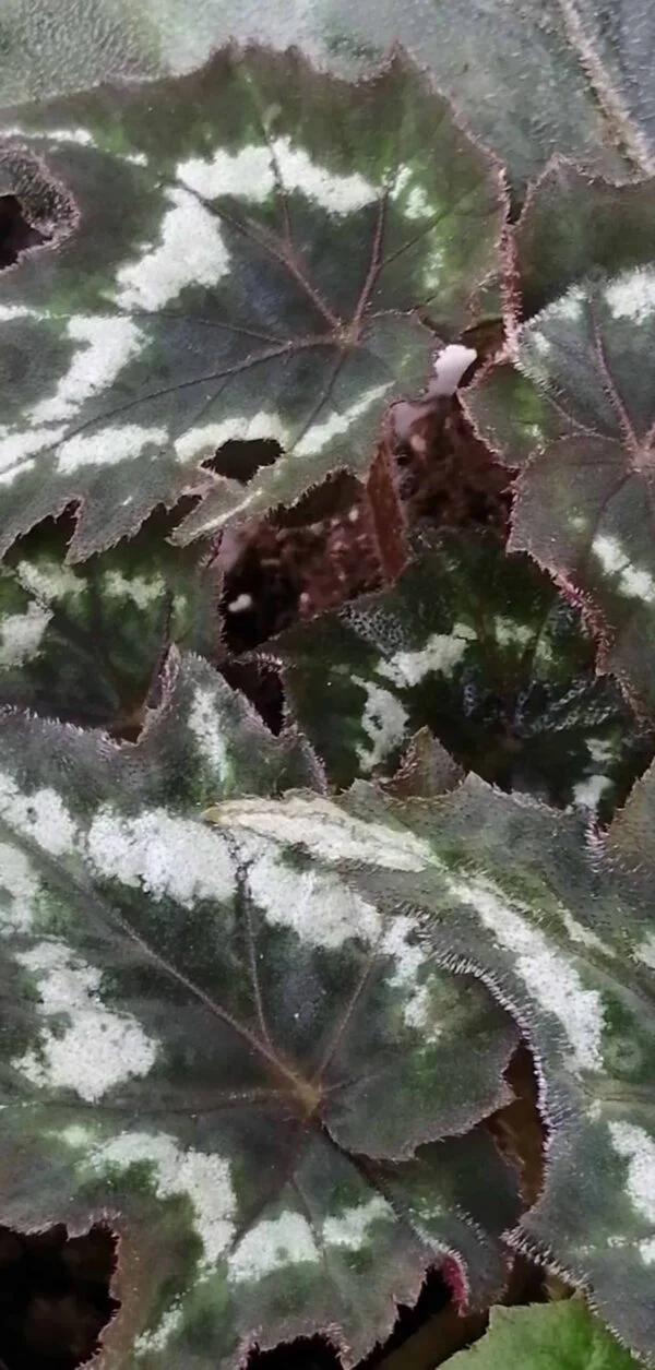 Begonia palmata Tye Dye, foto 3