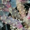 Tephrocactus nigrispinus, Maihueniopsis nigrispina, pianta da interno