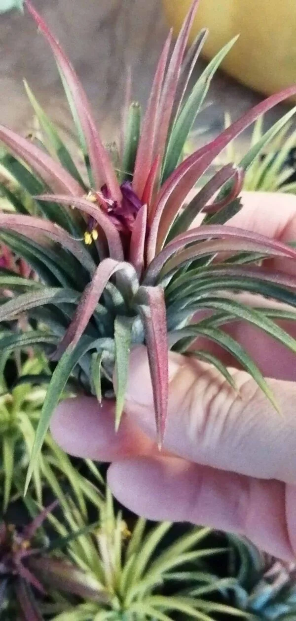 Tillandsia (rosa), foto 2
