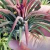 Tillandsia (rosa), pianta da interno