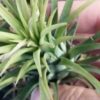 Tillandsia ionantha, pianta da interno