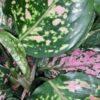 Aglaonema Pink Dalmatian, pianta da interno