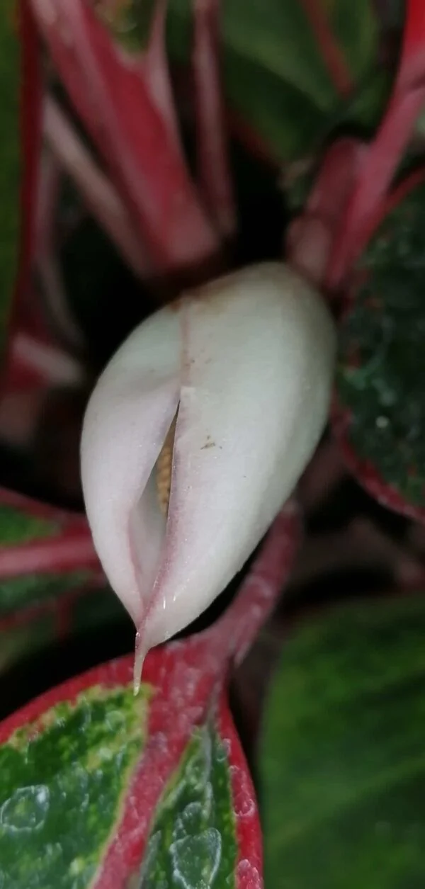 Aglaonema Crete, foto 2