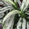 Aglaonema Cutlass, pianta da interno