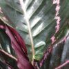 Calathea roseopicta Surprisestar, pianta da interno