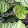 Calathea orbifolia, pianta da interno