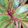 Aglaonema Crete, pianta da interno