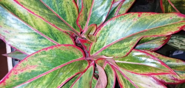 Aglaonema Crete, pianta da interno
