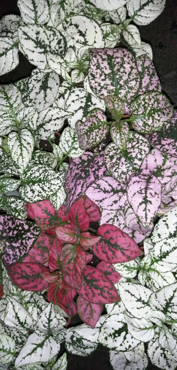 Hypoestes tris di colori, foto 2