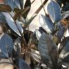 Zamia Zamioculcas Raven, pianta da interno