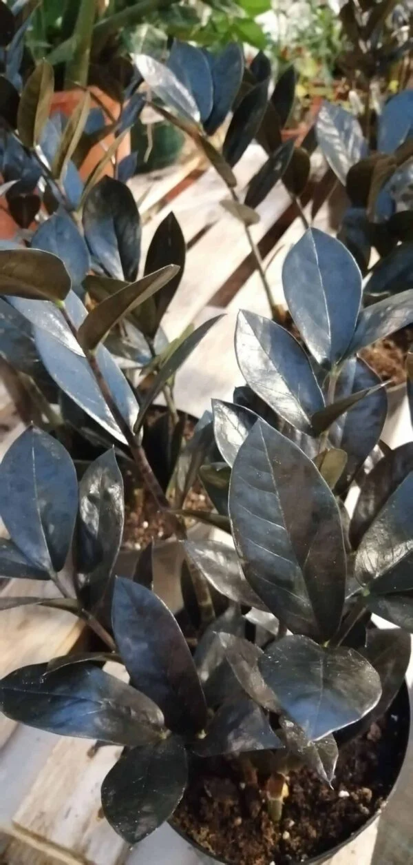 Zamia Zamioculcas Raven, pianta da interno
