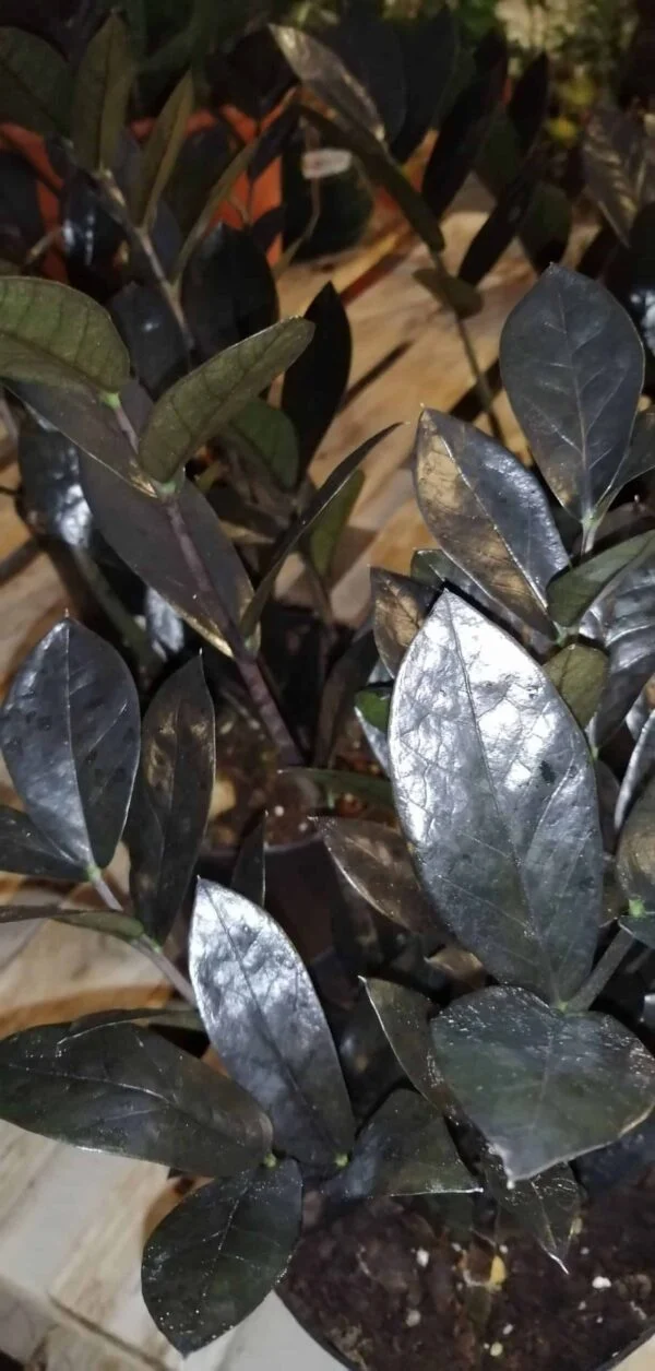 Zamia Zamioculcas Raven, foto 2