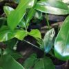 Philodendron goeldii, pianta da interno