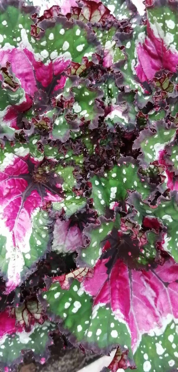 Aglaonema Cherry Baby, foto 4