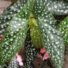 Begonia Hotspot, pianta da interno