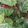 Begonia Snowcap big plant, pianta da interno
