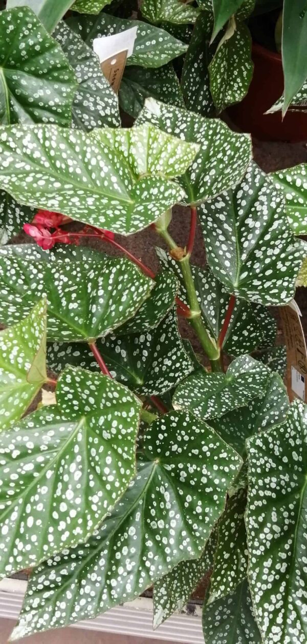 Begonia Snowcap big plant, pianta da interno