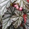 Begonia Highway, pianta da interno