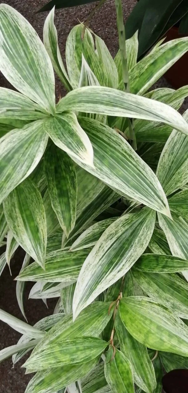 Aglaonema Cherry Baby, foto 10