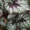 Begonia Andromeda, pianta da interno