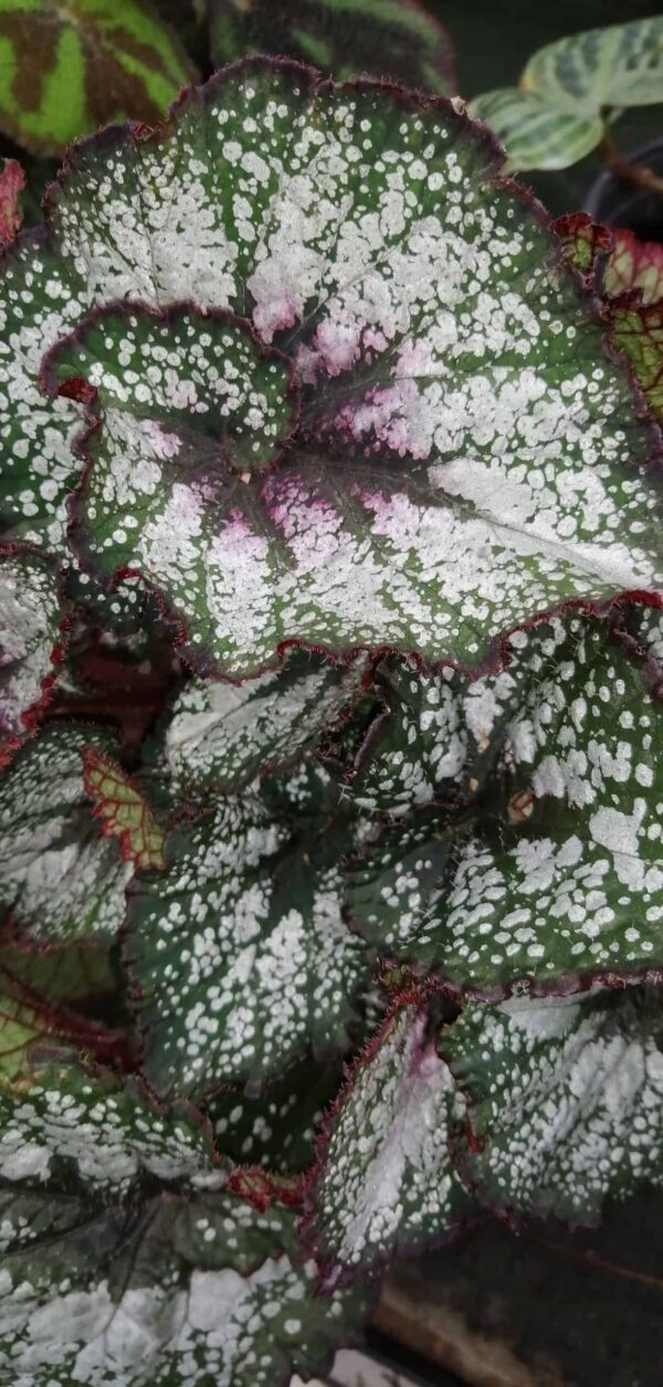 Begonia Andromeda, pianta da interno