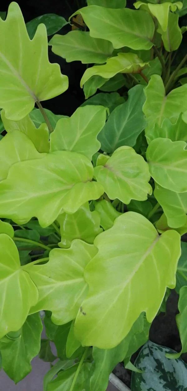 Philodendron Xanadu Gold, pianta da interno