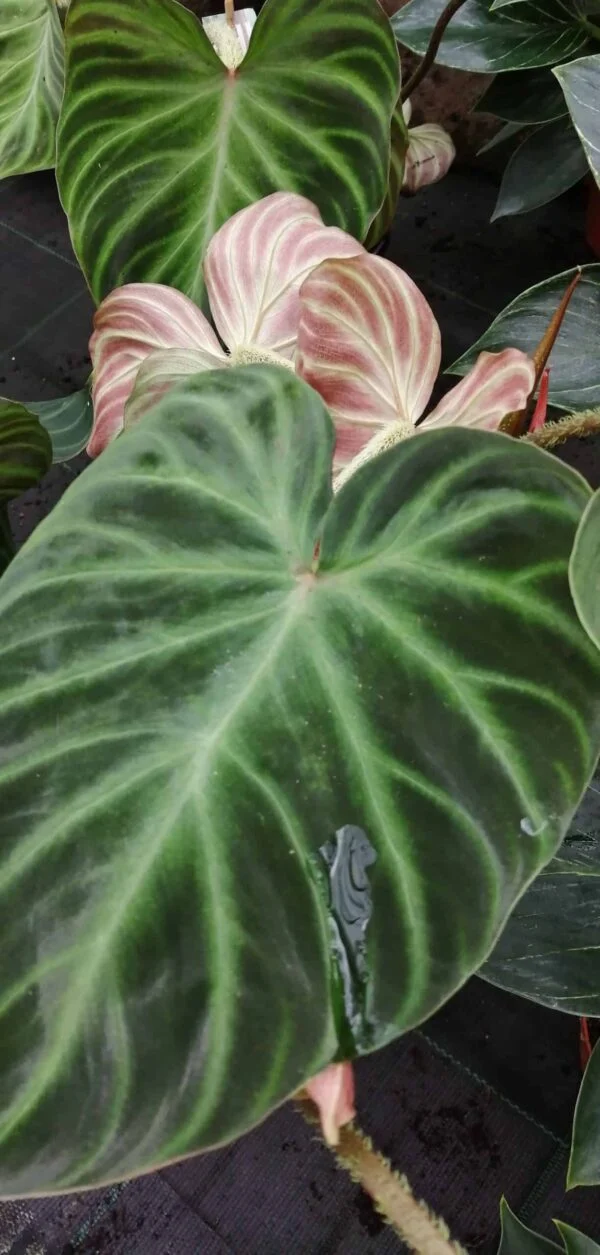 Philodendron verrucosum, foto 3