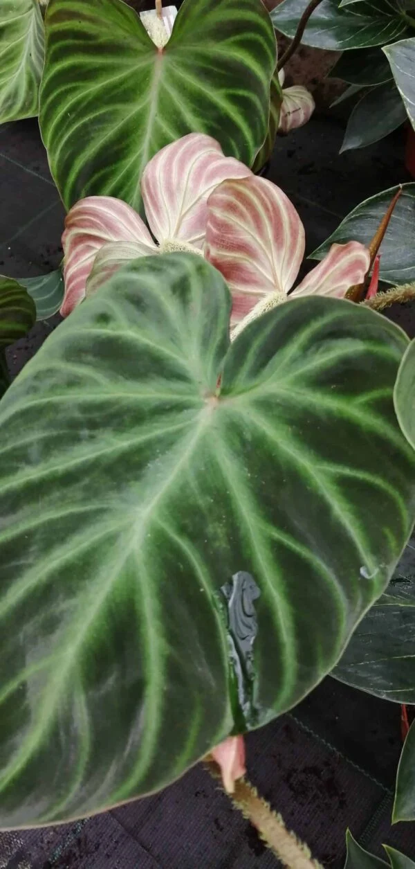 Philodendron verrucosum, pianta da interno