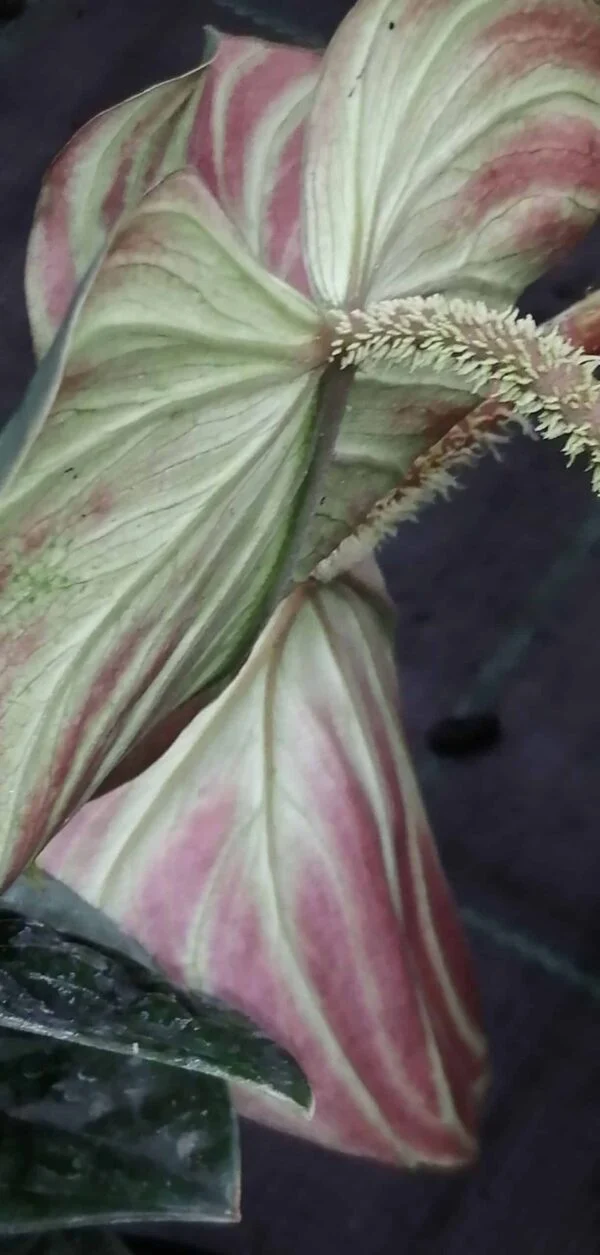 Philodendron verrucosum, foto 2