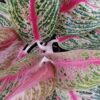 Aglaonema Hughes, pianta da interno