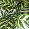 Calathea makoyana, pianta da interno