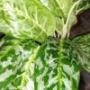 Aglaonema Peacock, pianta da interno