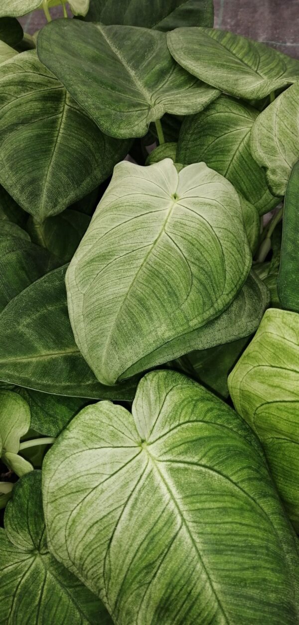 Syngonium macrophyllum Ice Frost, pianta da interno