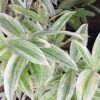 Dracaena surculosa Golden Dragon, pianta da interno