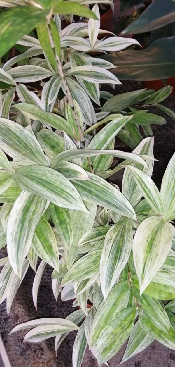 Dracaena surculosa Golden Dragon, pianta da interno
