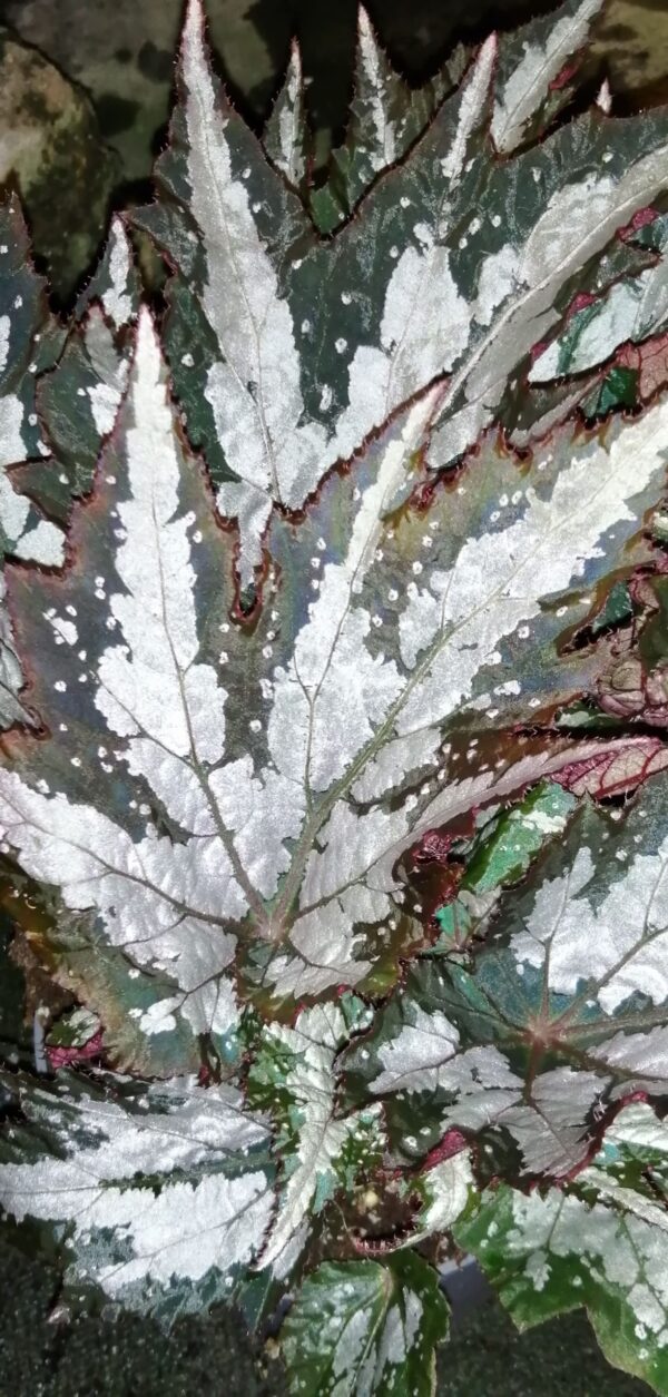 Begonia Sumatra Green, foto 2