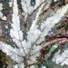 Begonia Sumatra Green, pianta da interno