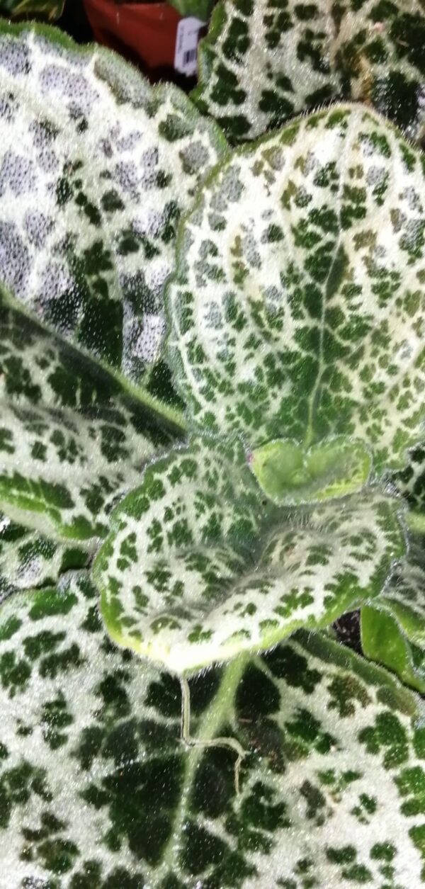 Streptocarpus Pretty Turtle Primulina Pretty Turtle, foto 5