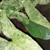 Streptocarpus Pretty Turtle Primulina Pretty Turtle, foto 4