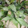 Rhipsalis elliptica, pianta da interno